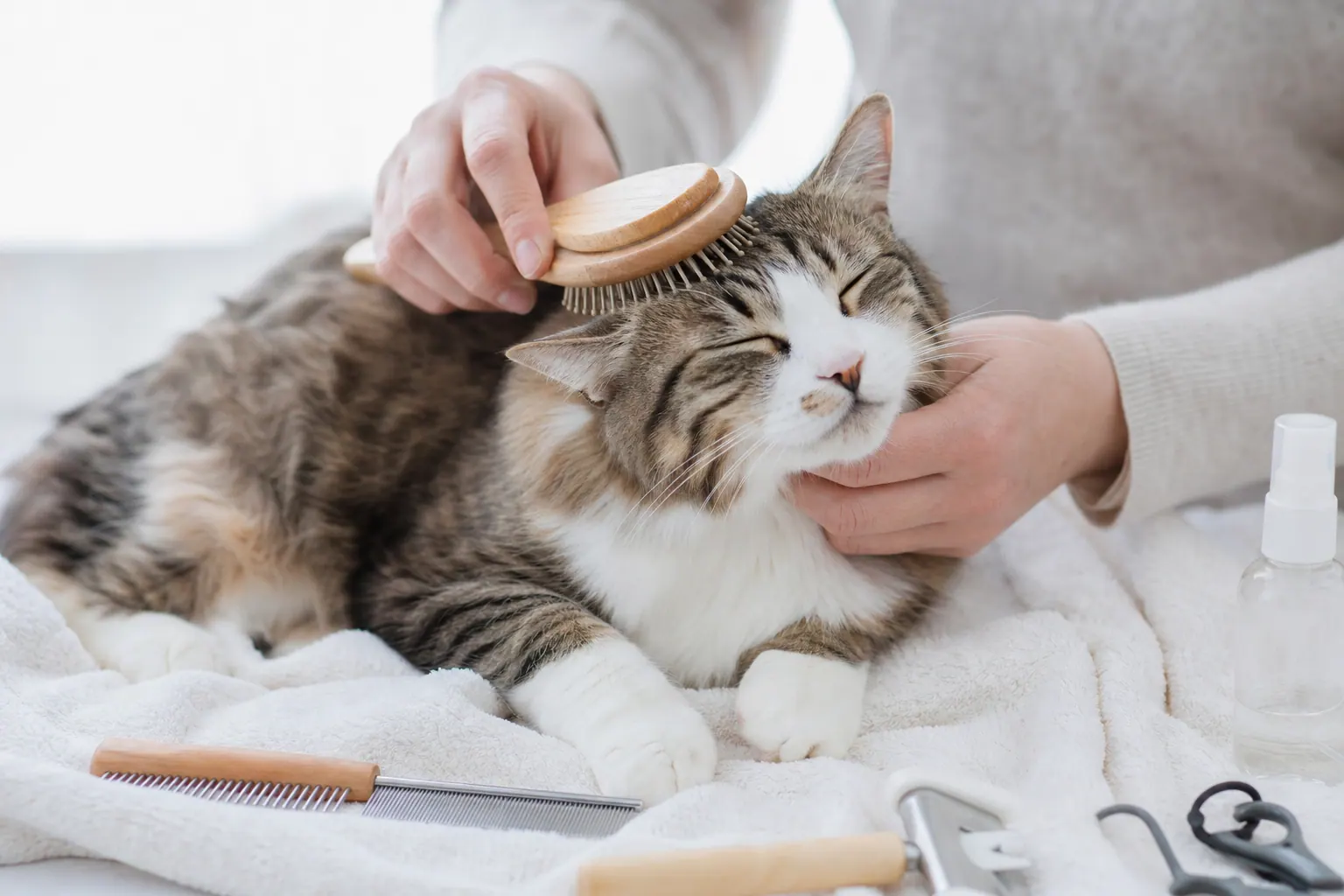 Daily Cat Cleaning Care for Coat Teeth Ears and Litter primary image